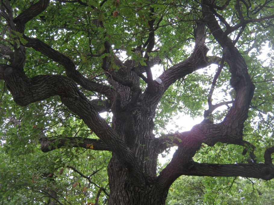 Quercus Robur рисунок