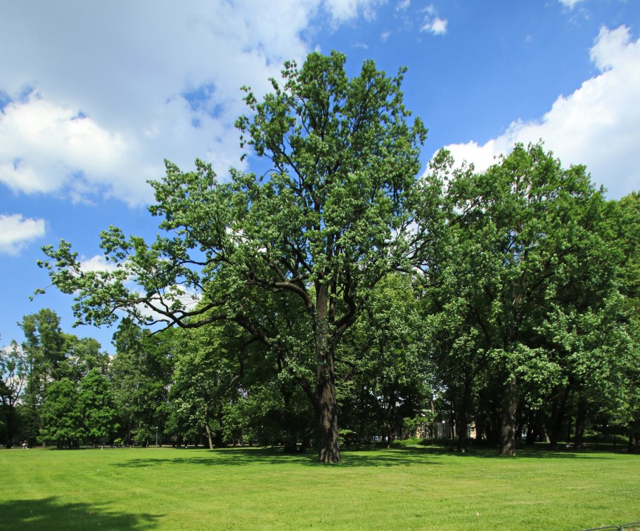 Петровский дуб в Коломенском