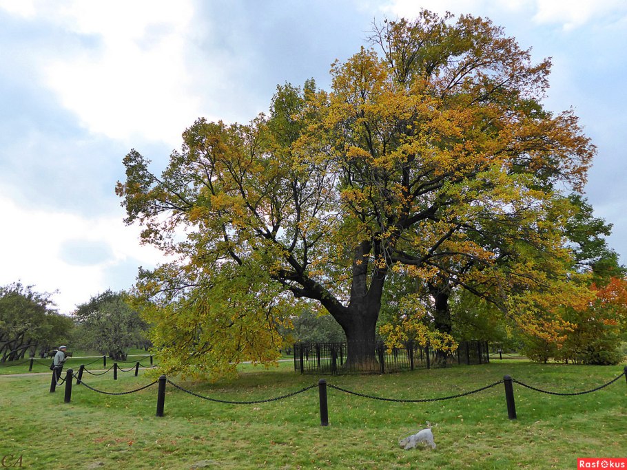 Песчаная аллея в парке Сокольники