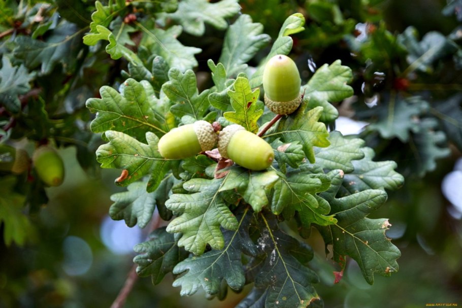 Дуб черешчатый Сокольники табличка