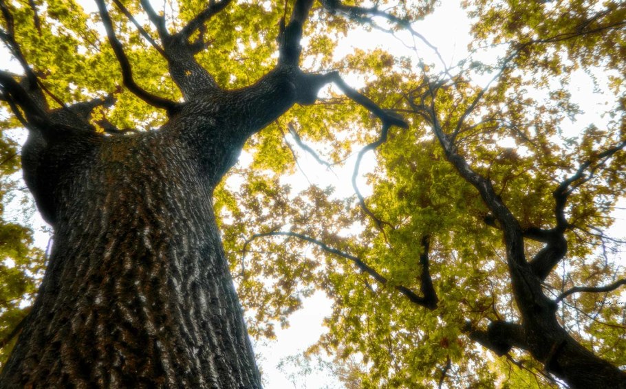 Сокольники деревья