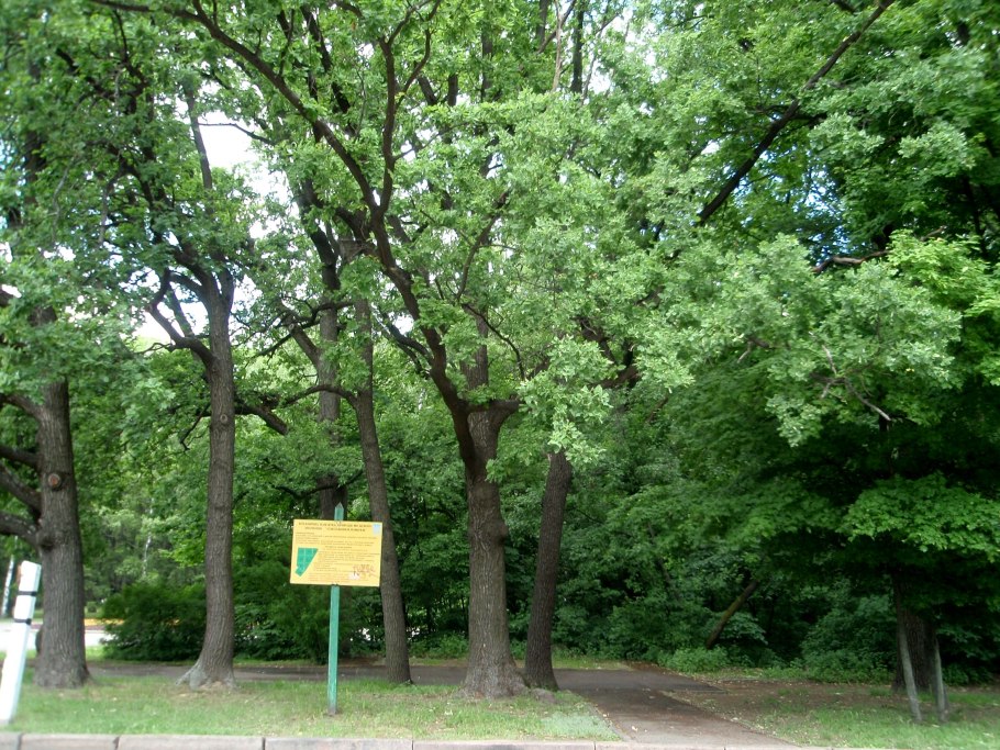 Дуб в Михайловском саду