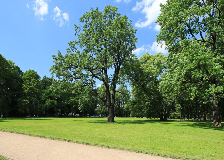 Дуб черешчатый раскидистая крона