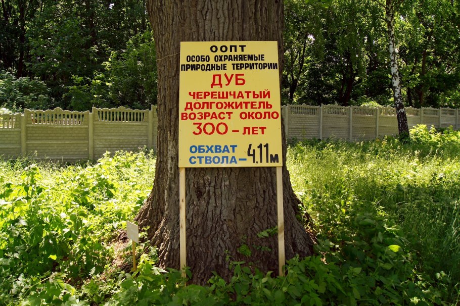 Дуб черешчатый памятник