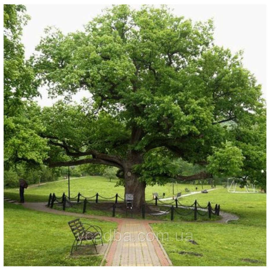 Вешенский дуб великан карта