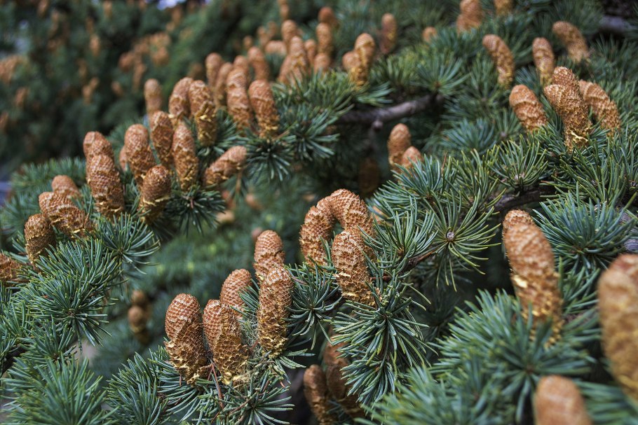 Cupressus sempervirens l. Кипарис вечнозеленый