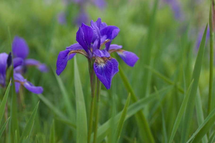 Касатик (Ирис) кроваво-красный