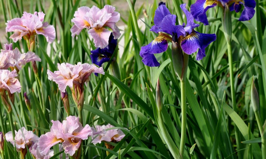 Ирисы Сибирский и болотный