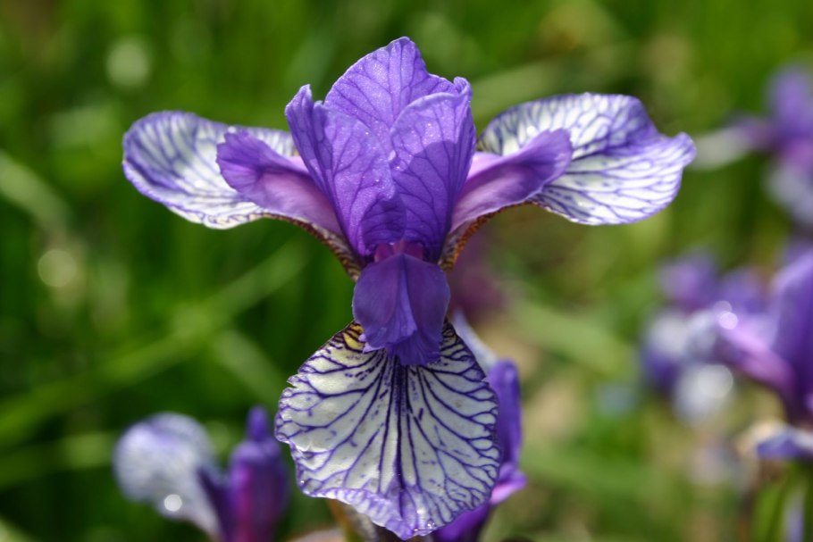 Ирис Сибирский Флайт оф Баттерфляй
