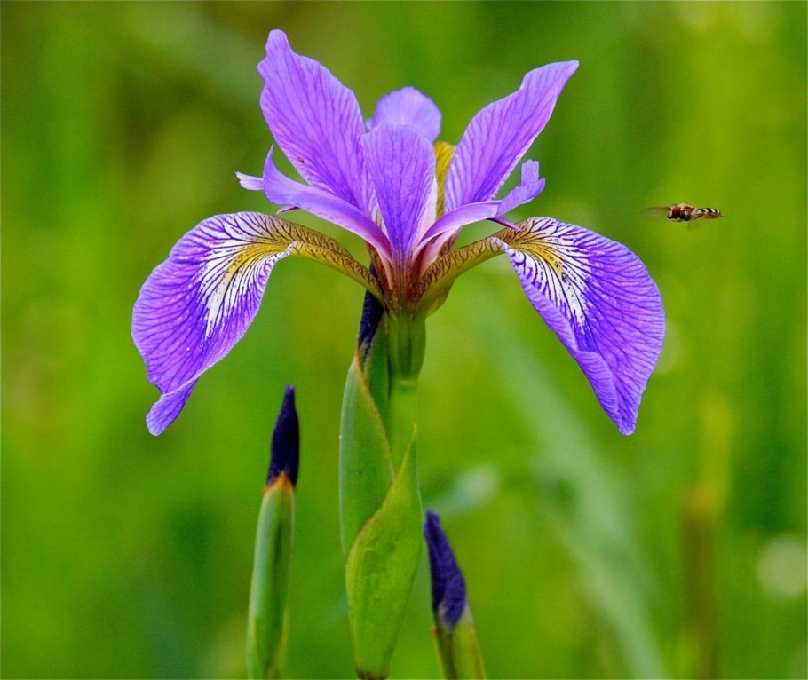 Ирис Касатик Луговой