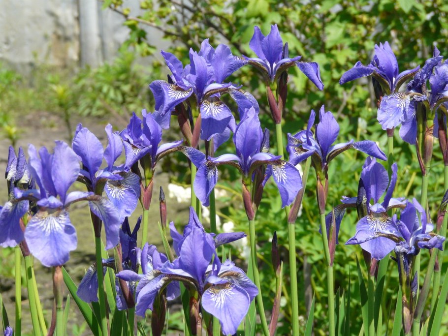 Ирис Сибирский (Iris sibirica &#96;Barcelona&#96;)