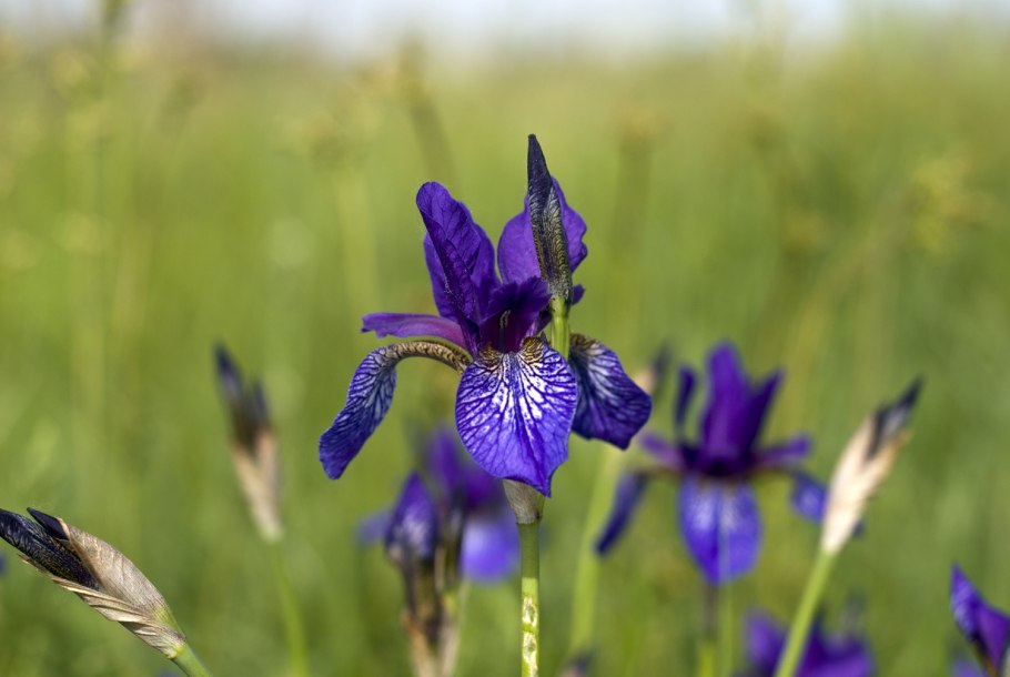 Ирис Касатик Луговой