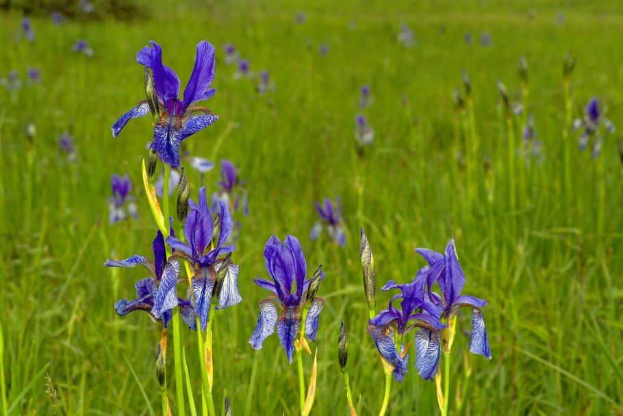 Ирис Сибирский Карриер