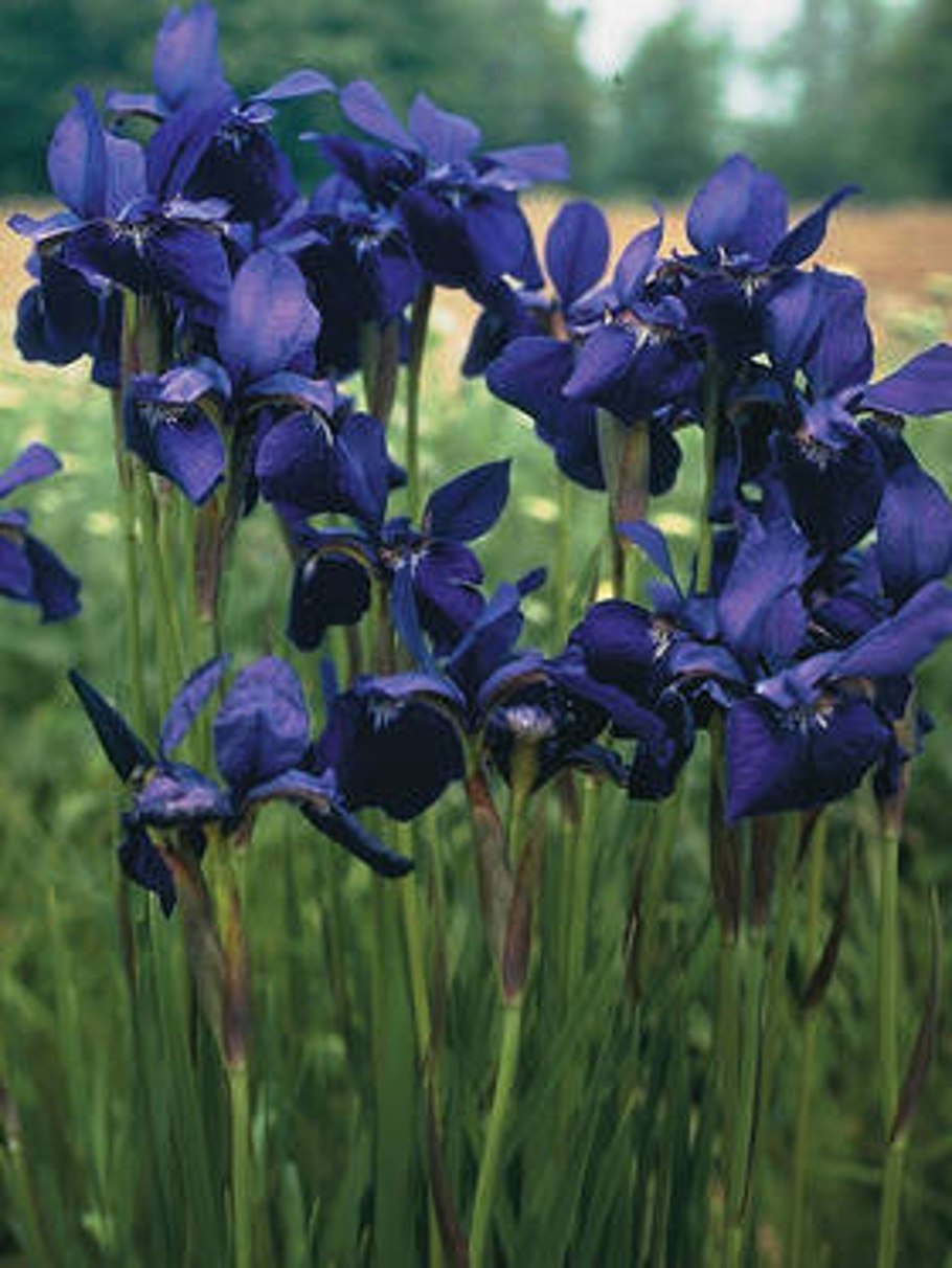 Ирис Сибирский Цезарс Бразе