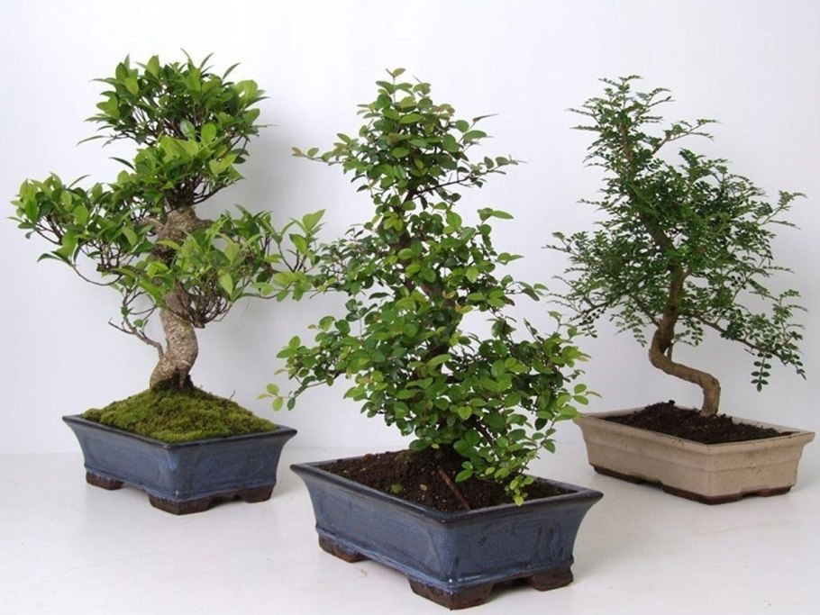 Бонсай для начинающих