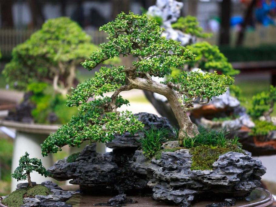 Мияби бонсай