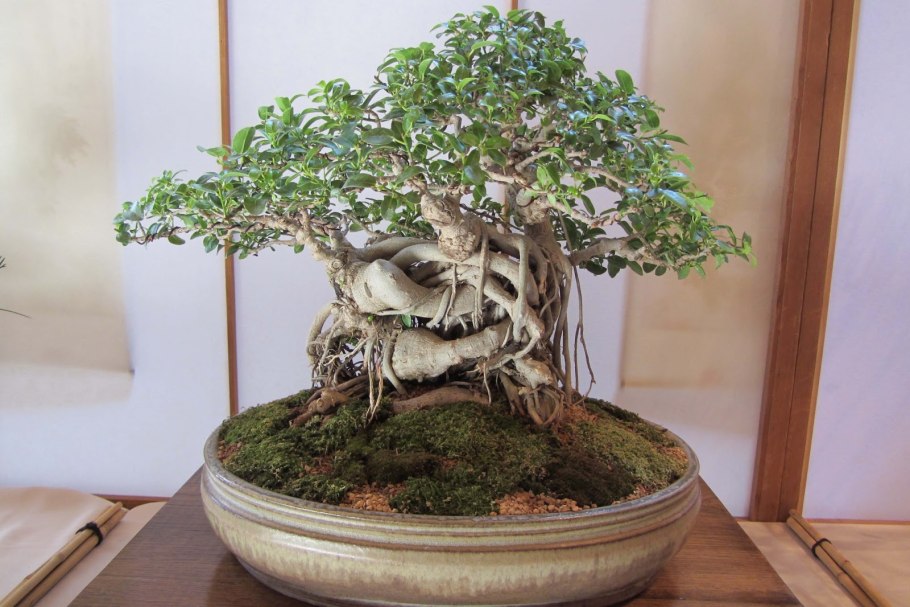 Бук Европейский бонсай