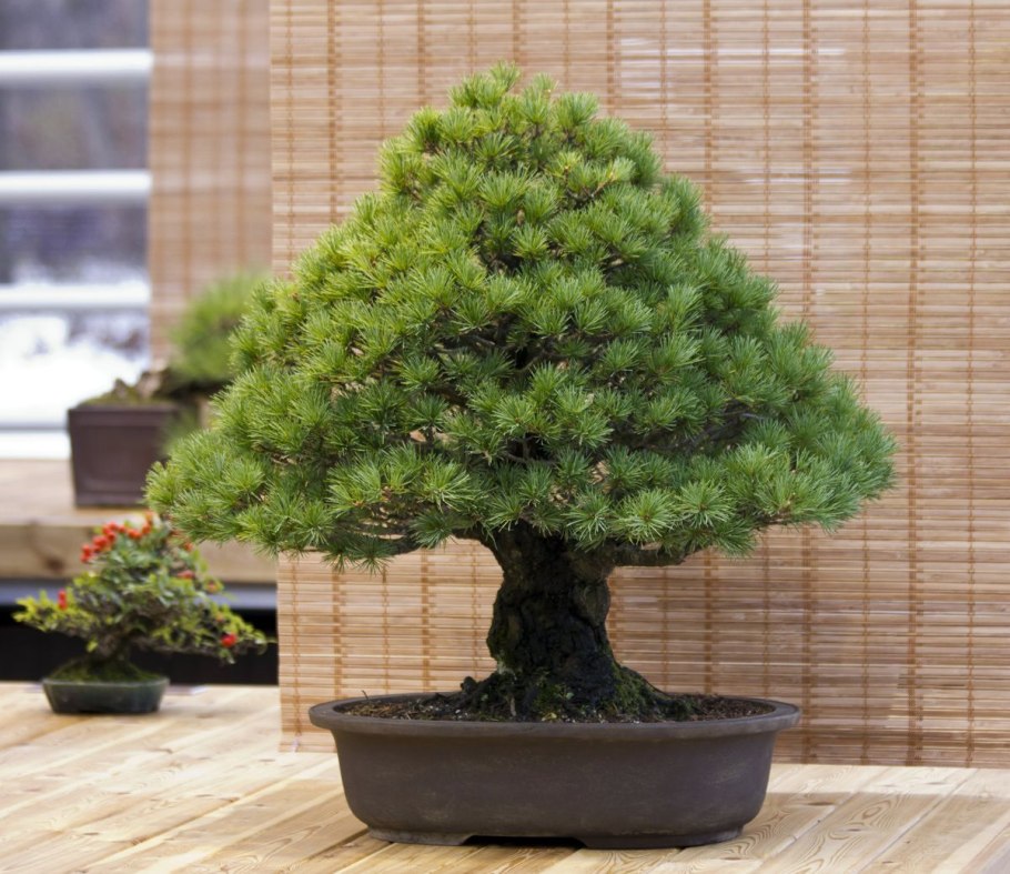 Азалия Индика бонсай