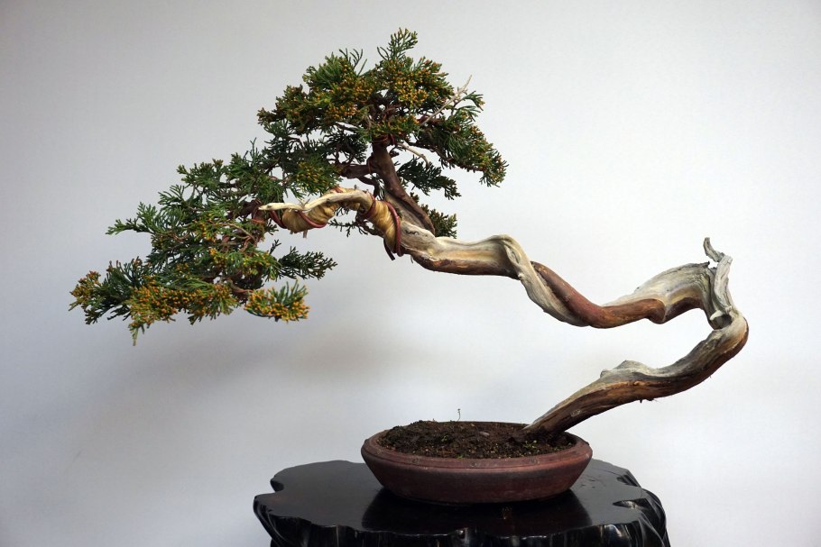 Сосна Горная бонсай ниваки