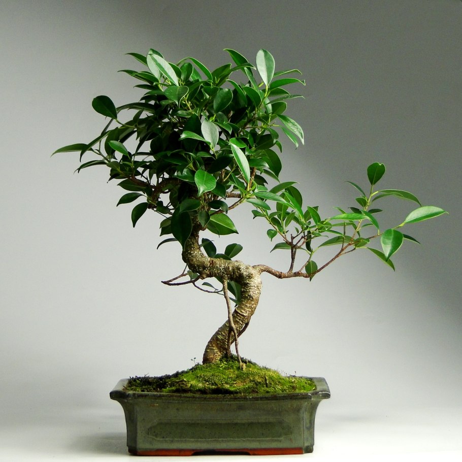 Бонсай Индор