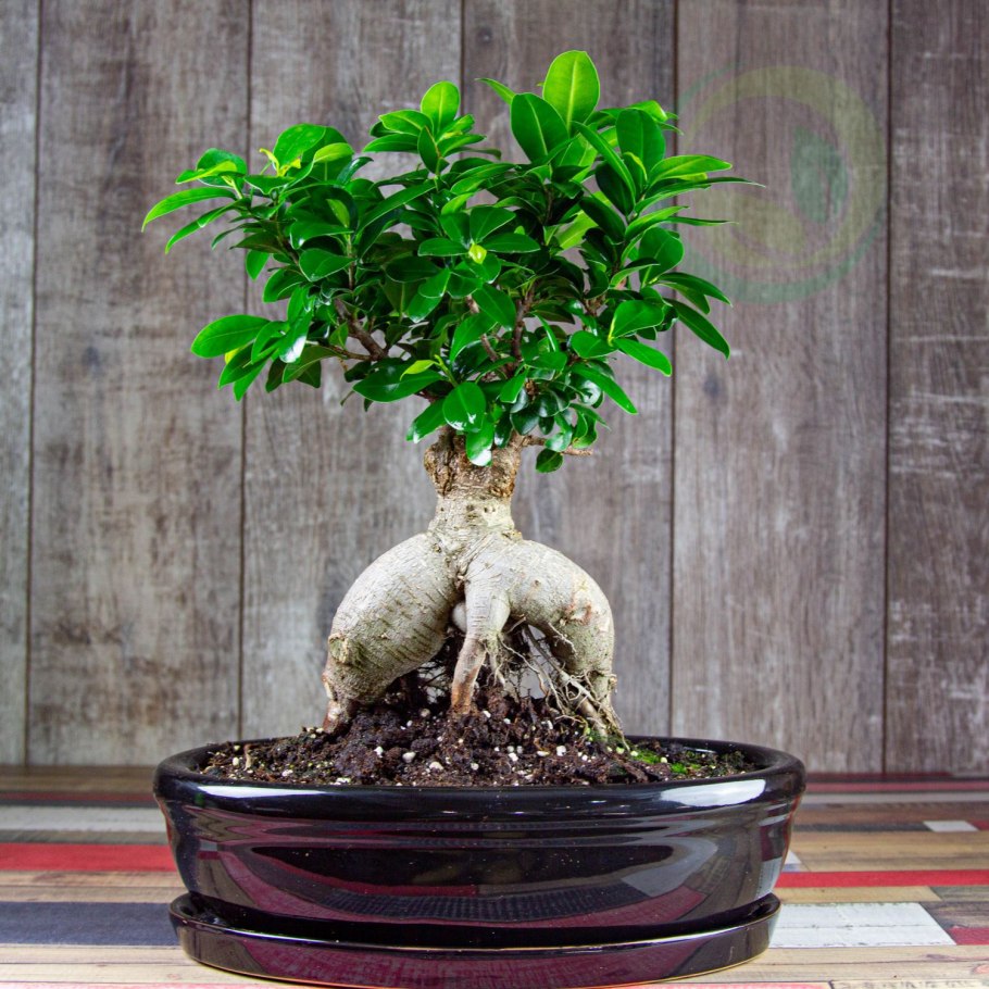 Сосна Горная Мугус ниваки