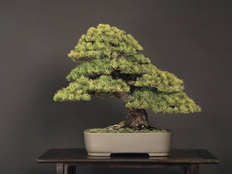 Фикус Гинсенг бонсай