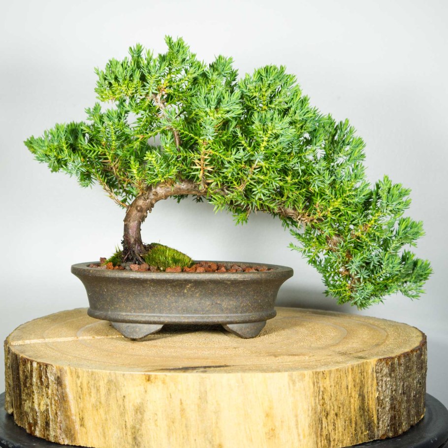 Стили бонсай