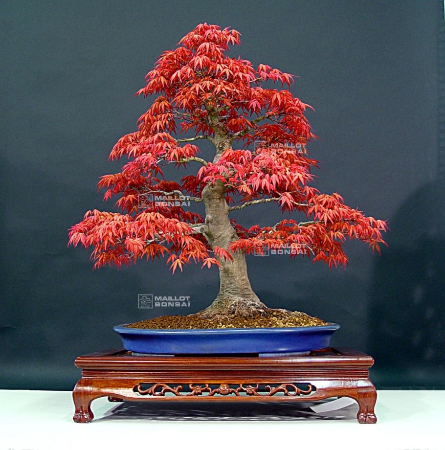 Фикус микрокарпа бонсай