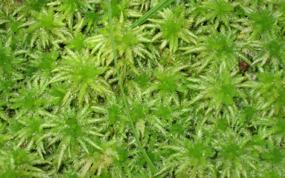 Мох сфагнум