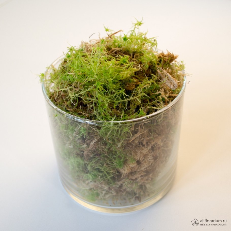 Сфагнум узколистный