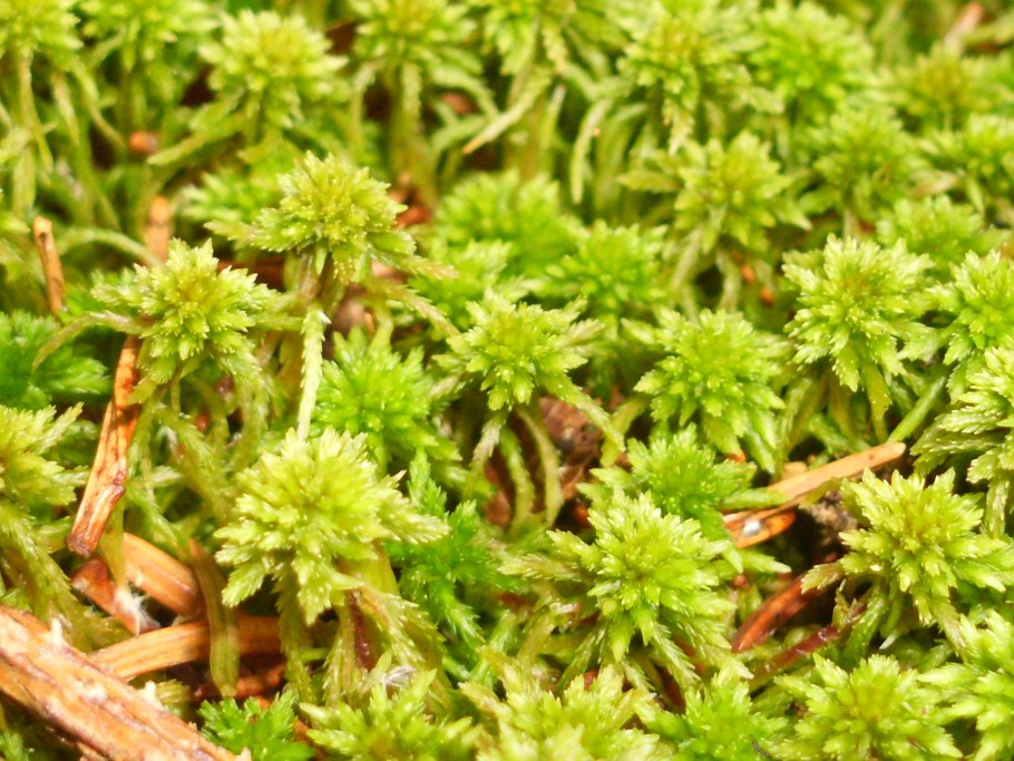 Мох Таежный сфагнум