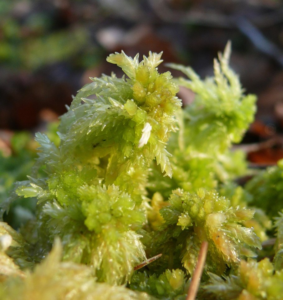 Торфяной мох сфагнум