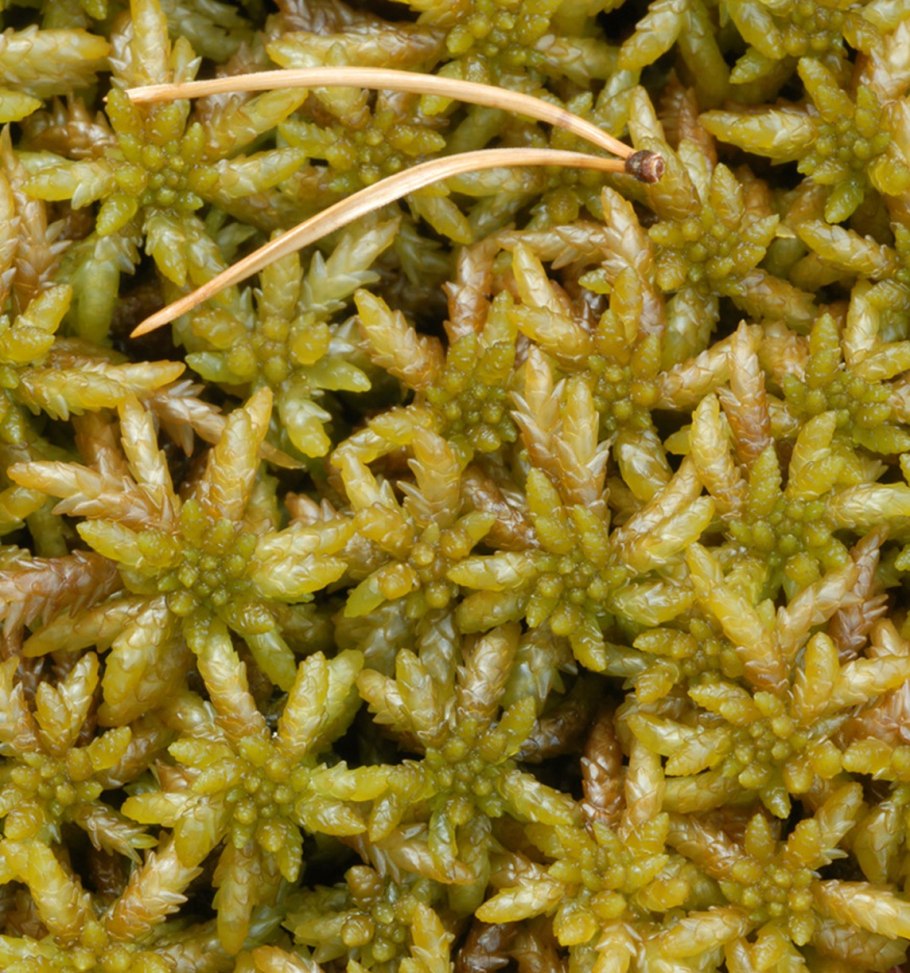 Сфагнум узколистный