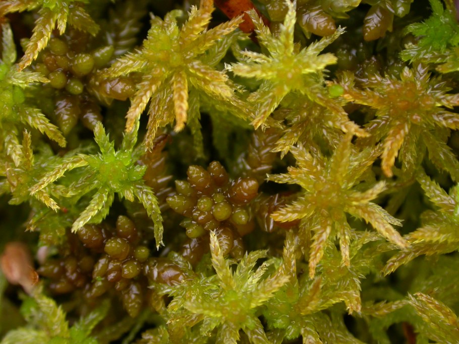 Лесной мох сфагнум