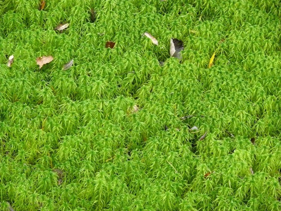 Сфагновые мхи болото