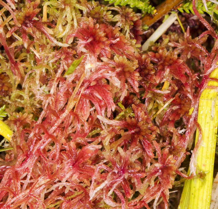 Сфагнум болотный