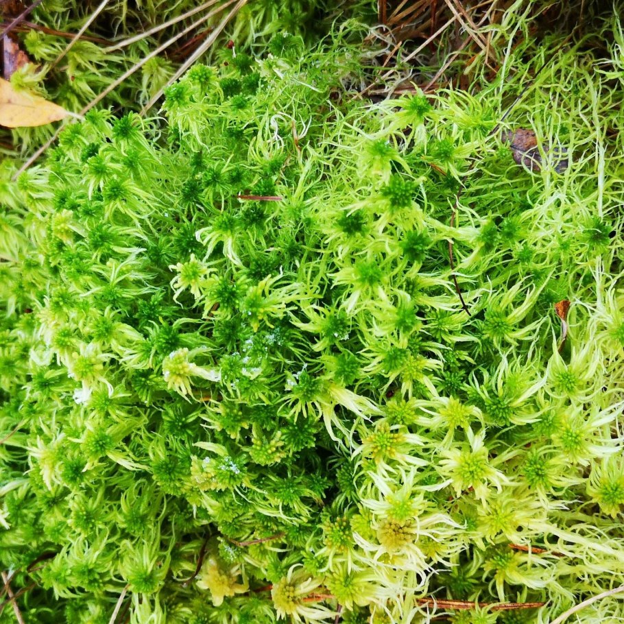 Торфяной мох сфагнум