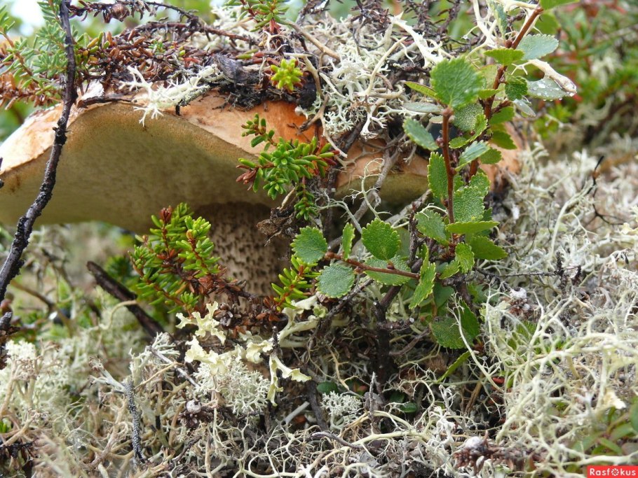 Береза карликовая Betula Nana