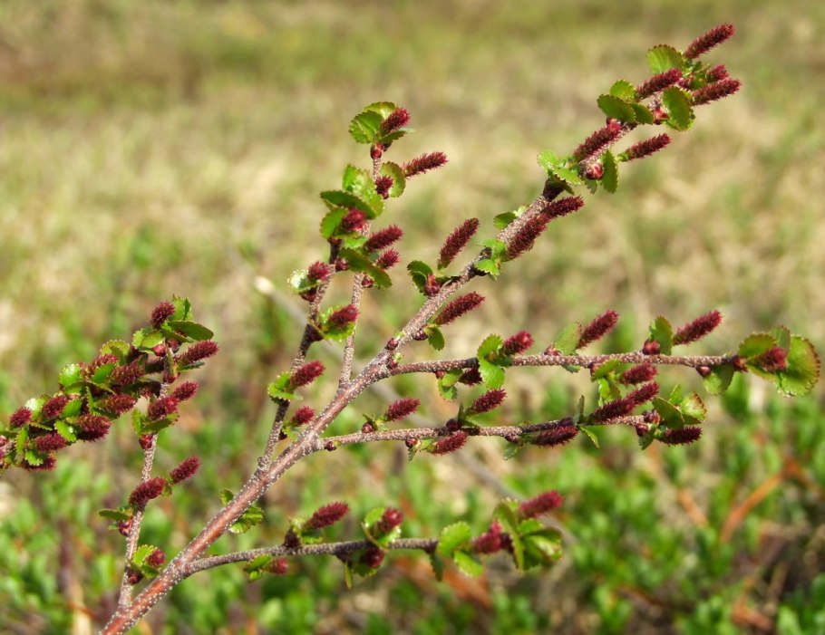 Береза кустовая Betula fruticosa