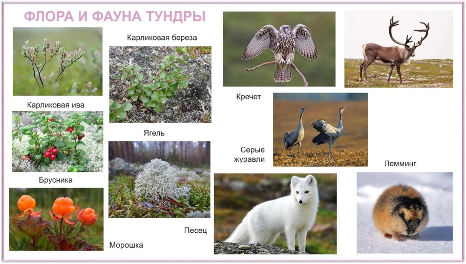 Флора и фауна тундры