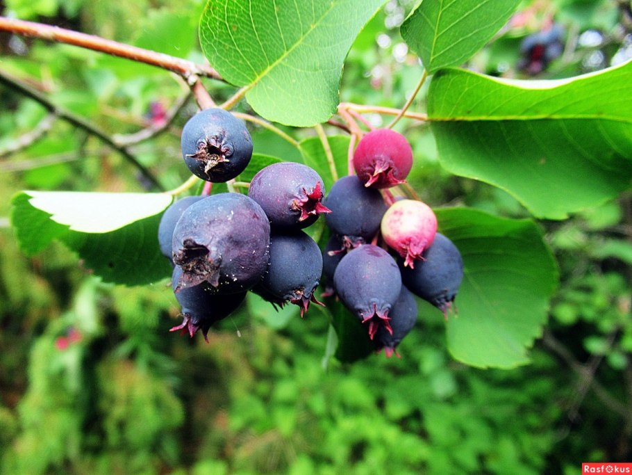 Голубика высокорослая Блюкроп