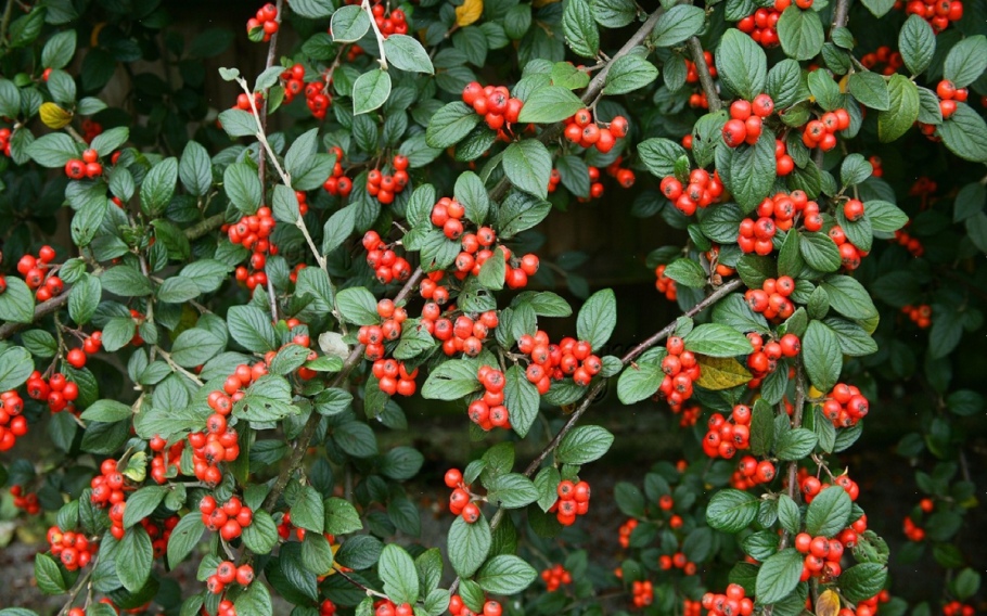 Барбарис обыкновенный куст