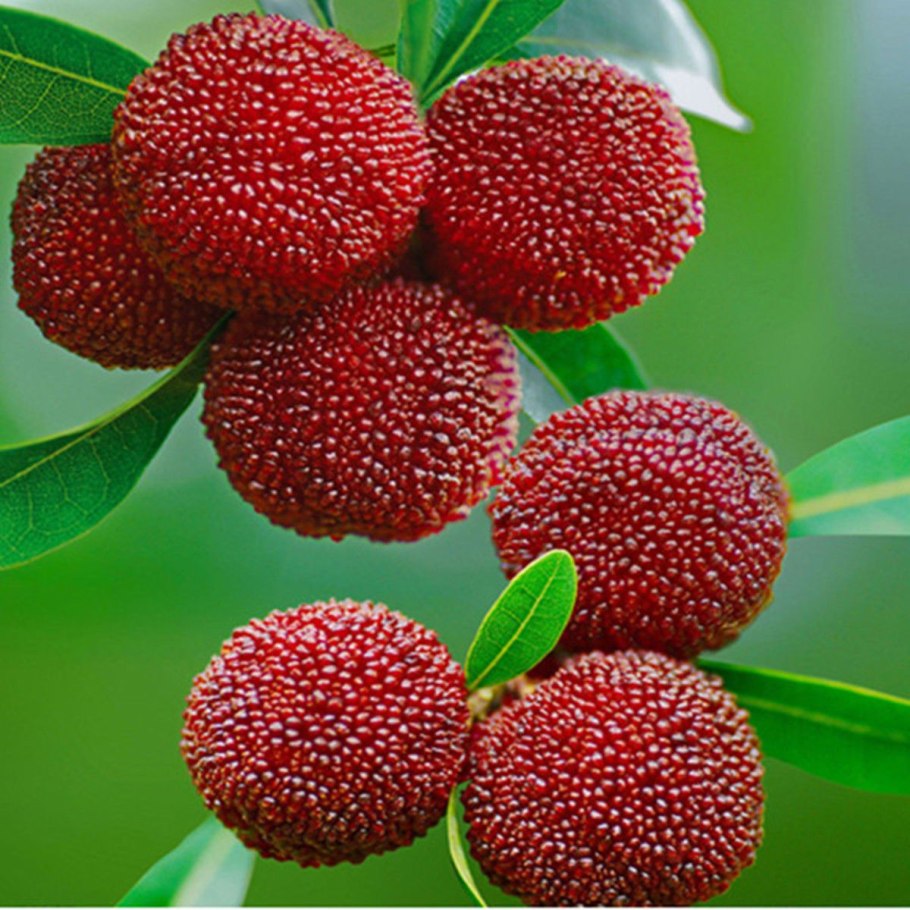 Голубика Блу Джайнт