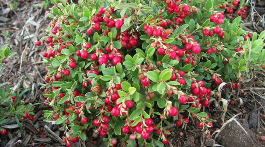 Кизильник Европейский