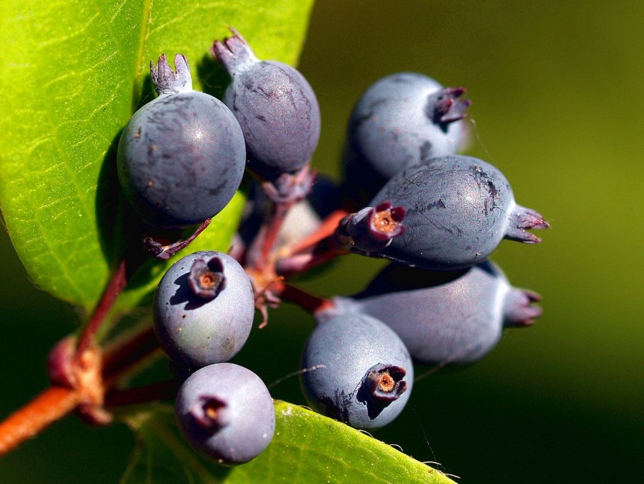 Барбарис шаровидноплодный (Berberis heteropoda)