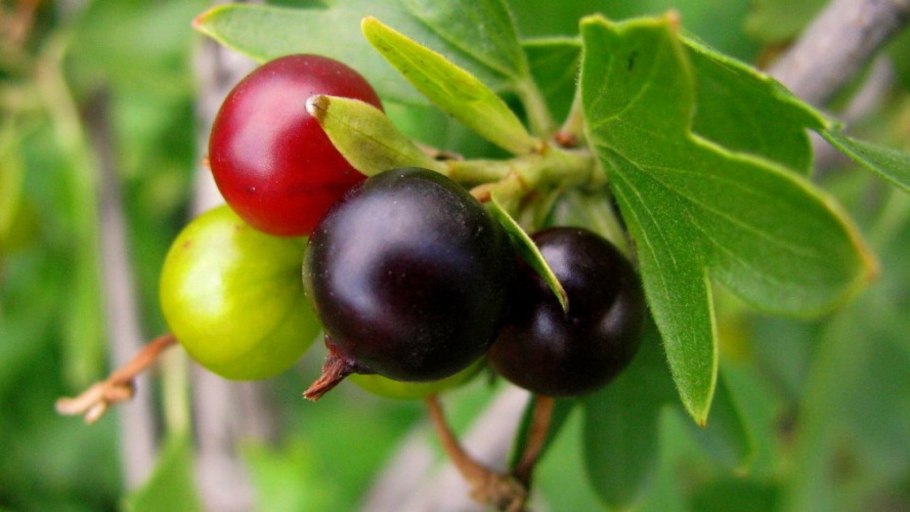 Черника кустарник