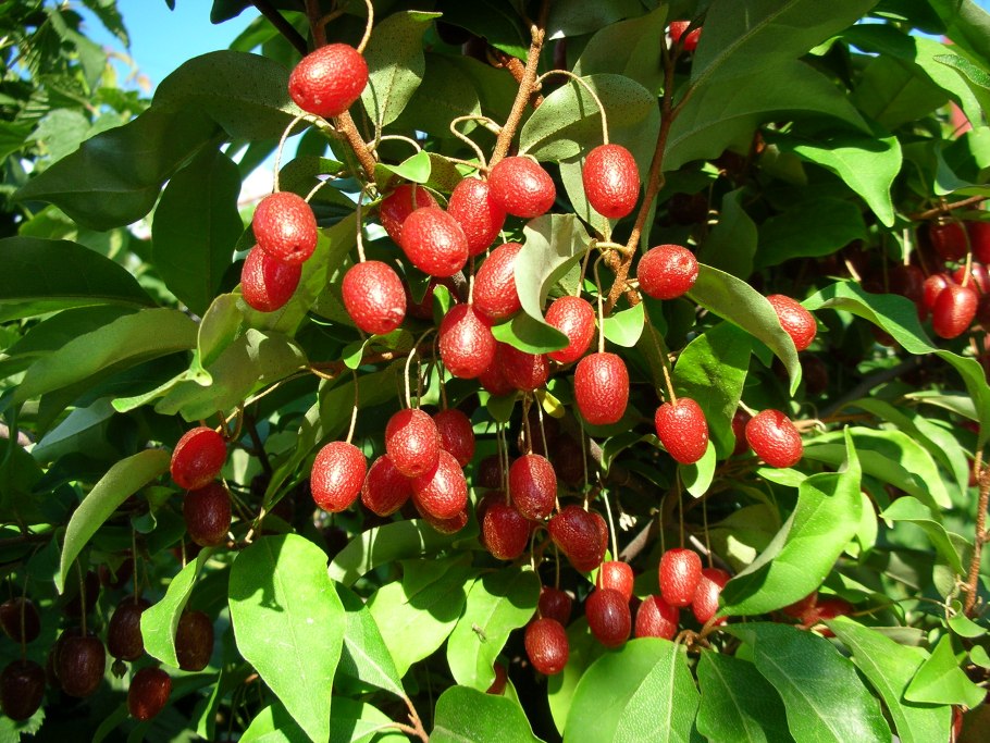 Лох многоцветковый Монерон