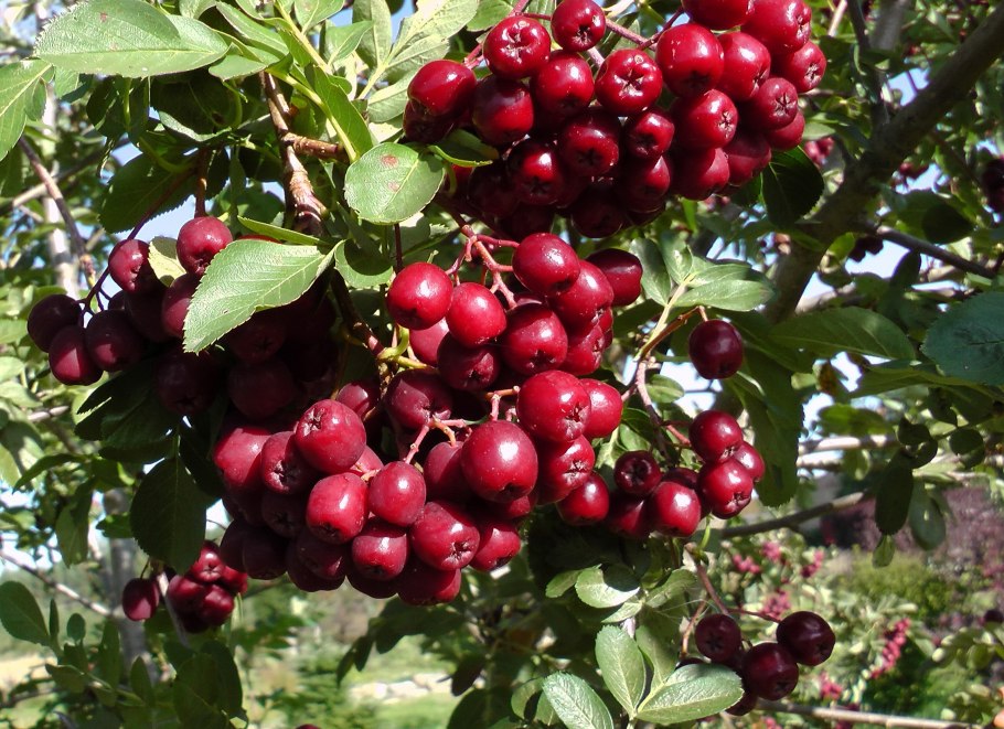 Куст ягодный Буш дикий