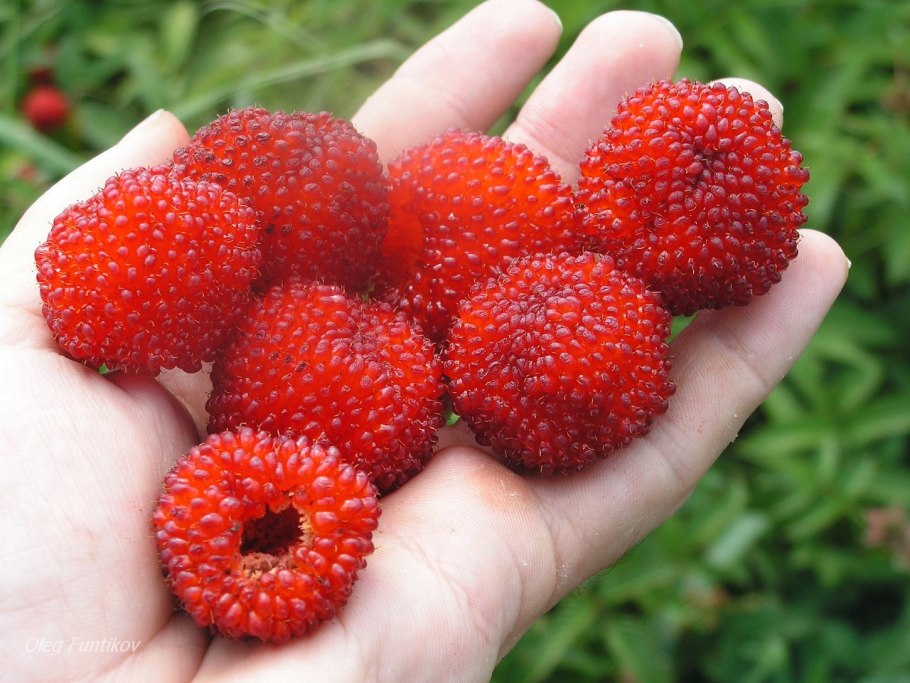 Ирга ягода куст