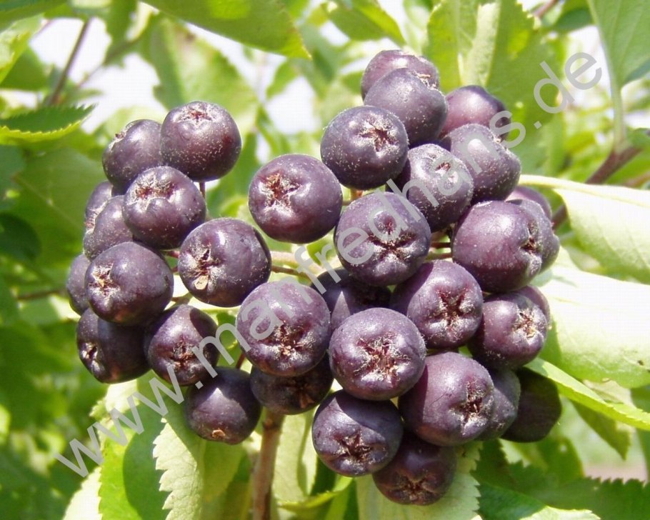 Плодовые кустарники (смородина, крыжовник, жимолость)